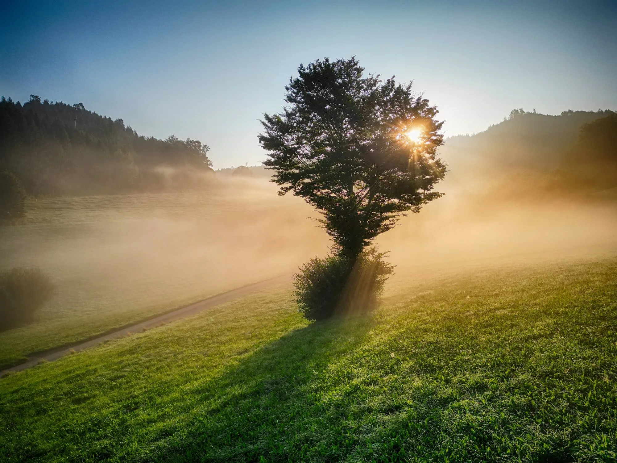 Einzelner Baum im goldenen Morgenlicht über den Feldern